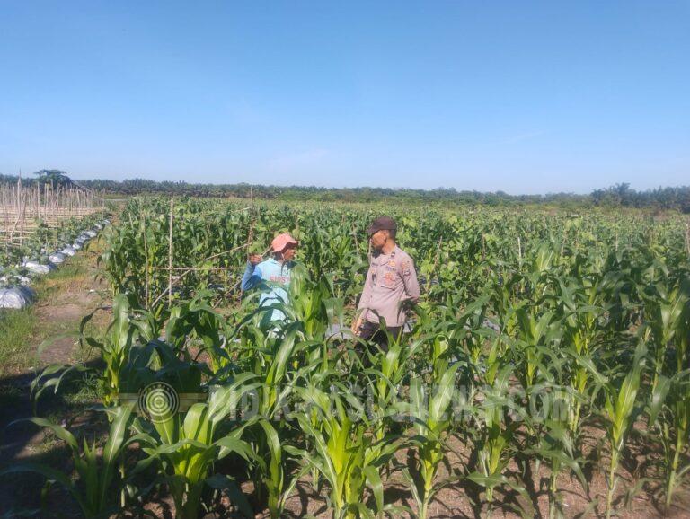Polsek Banjang Monitoring Lahan Jagung Binaan Polri di Pulau Damar, Dukung Swasembada Pangan di Hulu Sungai Utara