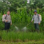 SATLANTAS POLRES KUNINGAN BERSAMA KELOMPOK TANI DESA CIBULAN DAN DINAS PERTANIAN KECAMATAN CIDAHU LAKSANAKAN PERAWATAN TANAMAN JAGUNG DALAM RANGKA KETAHANAN PANGAN