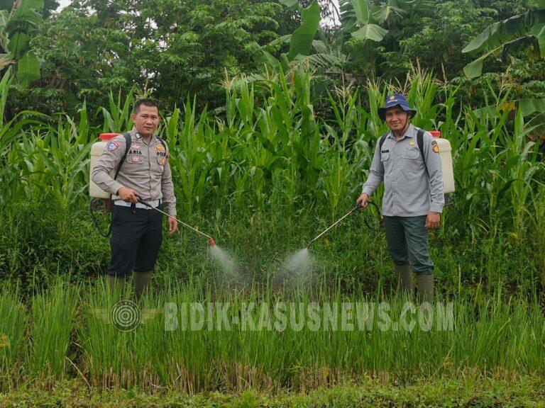SATLANTAS POLRES KUNINGAN BERSAMA KELOMPOK TANI DESA CIBULAN DAN DINAS PERTANIAN KECAMATAN CIDAHU LAKSANAKAN PERAWATAN TANAMAN JAGUNG DALAM RANGKA KETAHANAN PANGAN