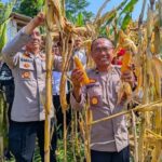 Hadir di Sisi Petani, Polres Kuningan Siap Siaga Jaga Stabilitas Harga dan Distribusi Jagung