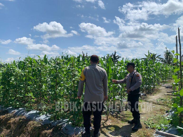 Polsek Banjang Pantau Perkembangan Lahan Jagung Binaan di Pulau Damar, Dukung Program Swasembada Pangan Nasional