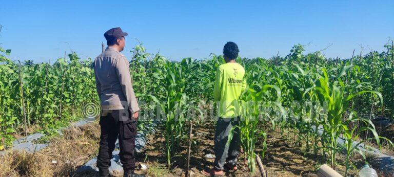 Polsek Banjang Intensif Pantau Lahan Jagung Binaan di Pulau Damar, Dukung Ketahanan Pangan Nasional