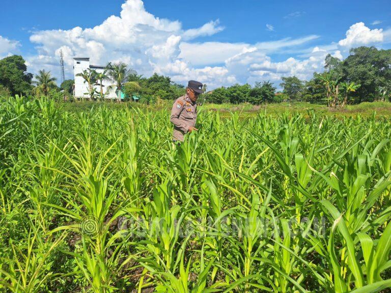 Polsek Amuntai Utara Pantau Lahan Jagung Terdampak Genangan di Desa Panangkalaan, Dukung Ketahanan Pangan Nasional