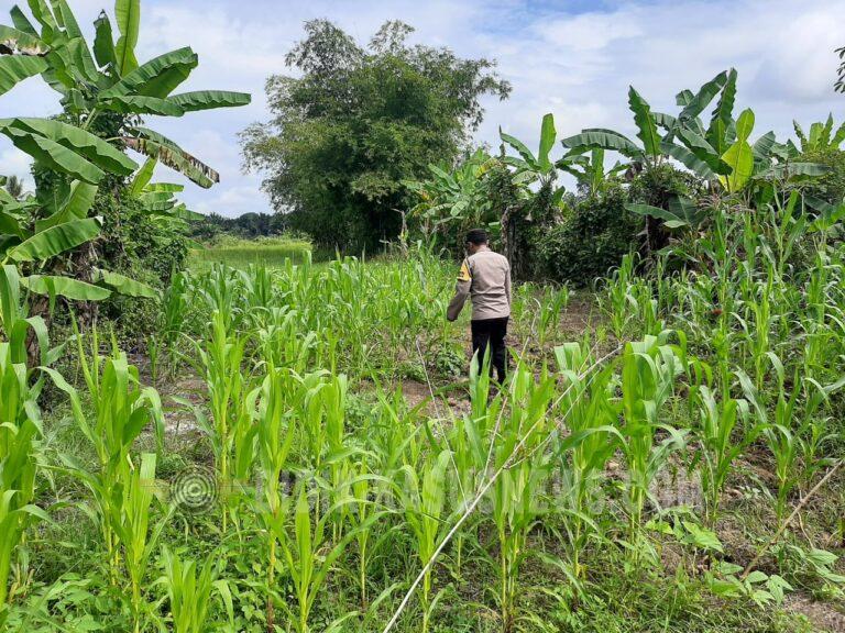 Polsek Sungai Pandan Monitoring Lahan Jagung di Dua Desa, Cuaca Jadi Tantangan Pertumbuhan Tanaman