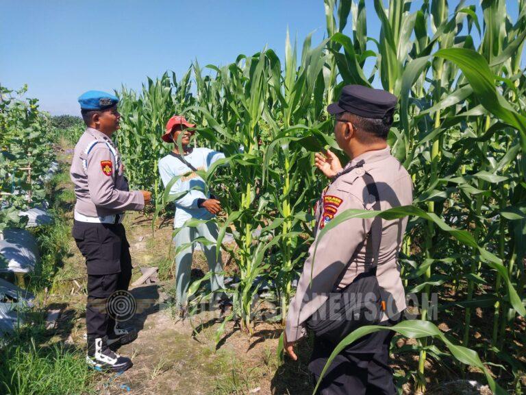 Polsek Banjang Pantau Perkembangan Jagung Pakan di Desa Pulau Damar, Dukung Program Swasembada Pangan Nasional