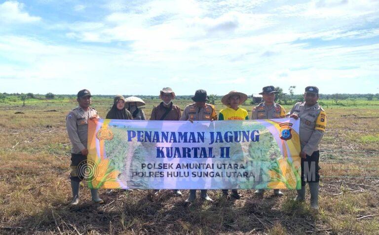 Polres HSU Perkuat Ketahanan Pangan, Polsek Amuntai Utara Dampingi Petani Tanam Jagung Pakan di Lahan 3 Hektare
