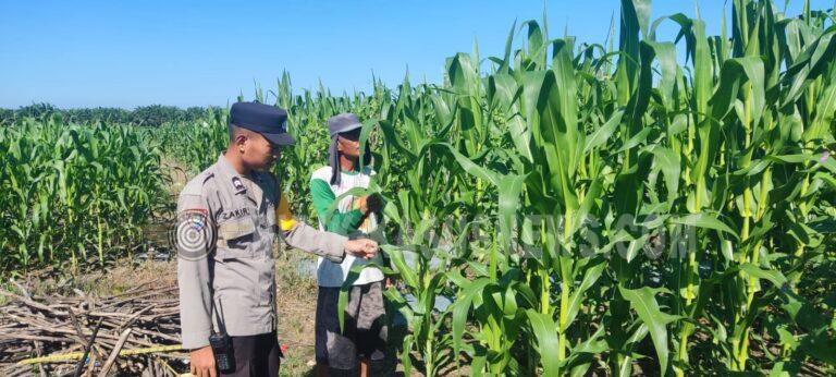 Polsek Banjang Intensif Pantau Lahan Jagung Binaan di Pulau Damar, Wujud Komitmen Dukung Swasembada Pangan
