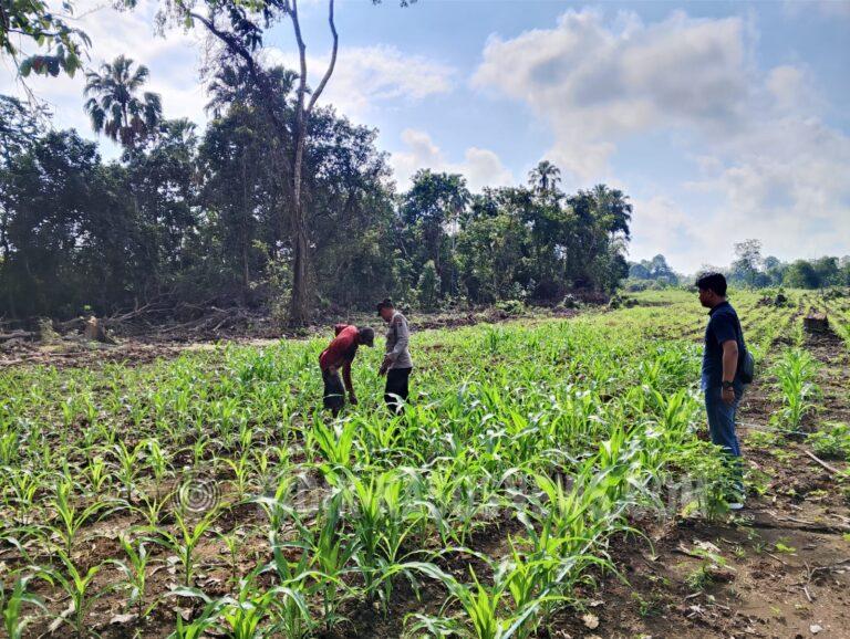 Polsek Amuntai Tengah Pantau Lahan Jagung Terdampak Genangan Air, Polres HSU Terus Kawal Program Swasembada Pangan