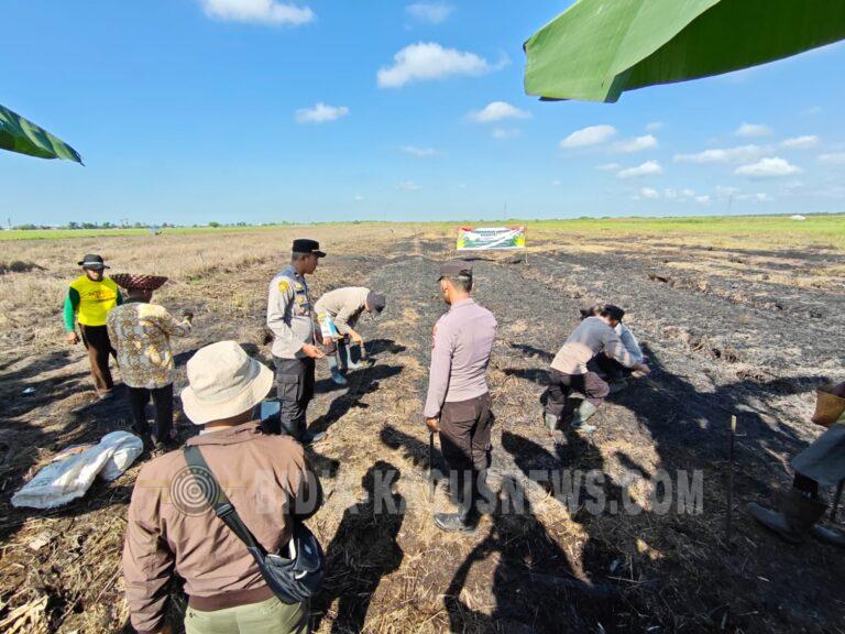 Dukung Swasembada Pangan, Polsek Amuntai Selatan Dampingi Kelompok Tani Tanam Jagung Pakan di Lahan 3 Hektare