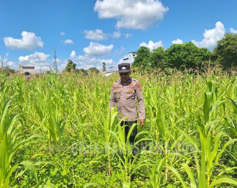 Polsek Amuntai Utara Pantau Lahan Jagung Tergenang Air, Pertumbuhan Tanaman di Desa Panangkalaan Mulai Terdampak
