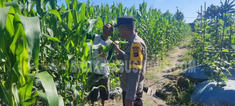 Polsek Banjang Pantau Lahan Jagung Binaan Polri di Pulau Damar, Tanaman Tumbuh Optimal Menuju Masa Panen