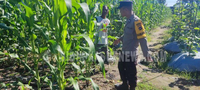 Polsek Banjang Pantau Lahan Jagung 4 Hektare di Pulau Damar, Dukung Program Swasembada Pangan Nasional