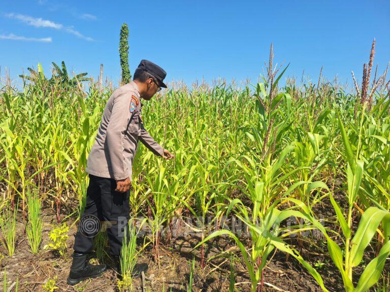 Polsek Amuntai Utara Pantau Lahan Jagung di Panangkalaan, Kelembapan Tanah Jadi Tantangan Pertumbuhan Tanaman