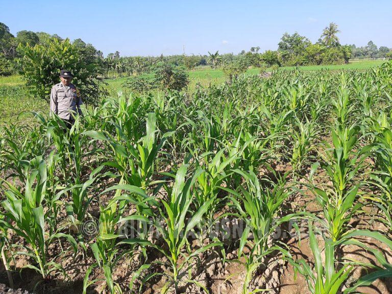 Polsek Sungai Pandan Pantau Perkembangan Lahan Jagung di HSU, Cuaca Jadi Tantangan Pertumbuhan Tanaman