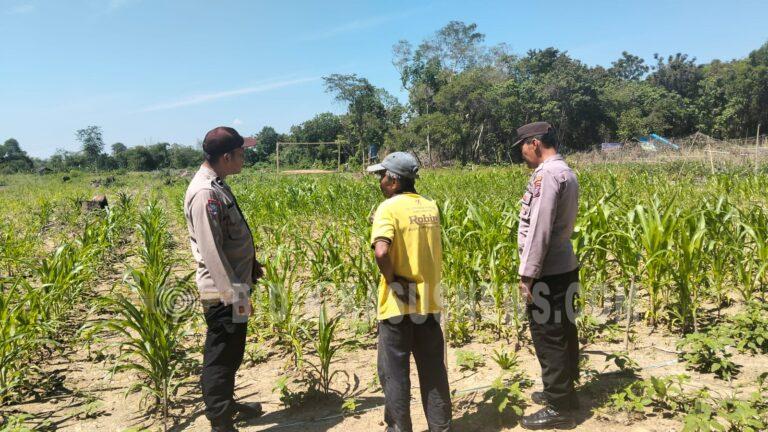Polsek Amuntai Tengah Monitoring Lahan Jagung dan Sosialisasikan Tabel Rafaksi, Perkuat Ketahanan Pangan di HSU