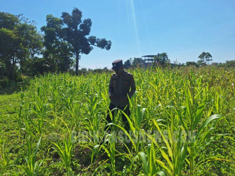 Polsek Amuntai Utara Pantau Lahan Jagung di Panangkalaan, Kelembapan Tanah Ganggu Pertumbuhan Tanaman