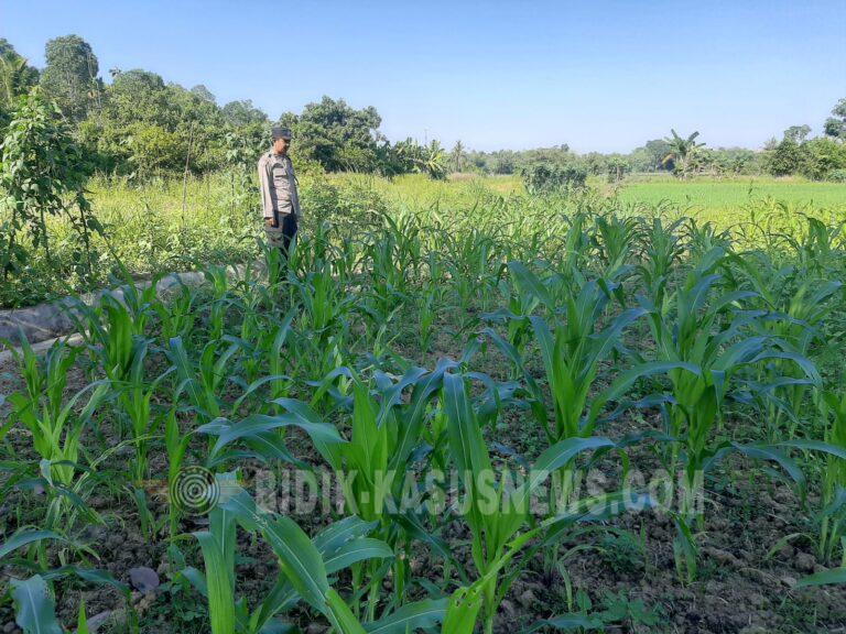 Polsek Sungai Pandan Pantau Perkembangan Lahan Jagung, Sebagian Tanaman Terdampak Banjir Akibat Curah Hujan Tinggi