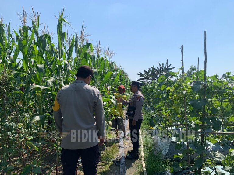Polsek Banjang Pantau Perkembangan Jagung Program Swasembada di Pulau Damar, Tanaman Capai Fase Produktif