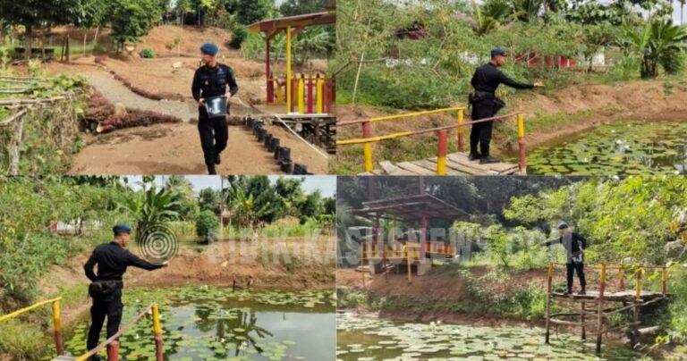 Dukung Ketahanan Pangan Nasional, Personel Batalyon B Pelopor Satbrimob Polda Sumsel Panen Kangkung dan Rawat Budidaya Ikan