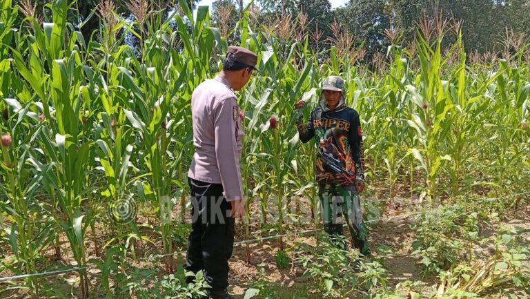 Polsek Amuntai Tengah Intensif Pantau Lahan Jagung di Desa Karias Dalam, Dukung Ketahanan Pangan Nasional