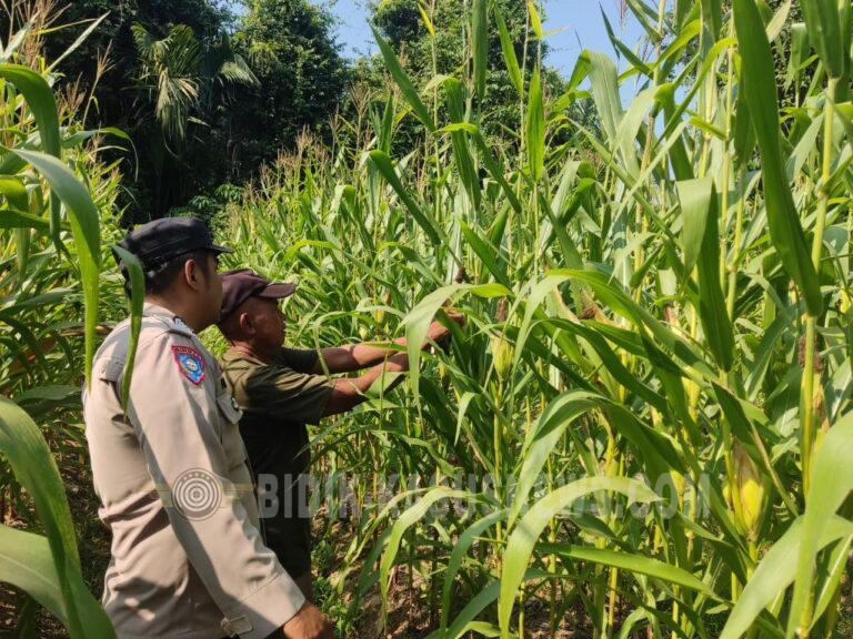 Polsek Amuntai Tengah Pantau Swasembada Jagung di Palampitan Hilir, Dukung Ketahanan Pangan HSU