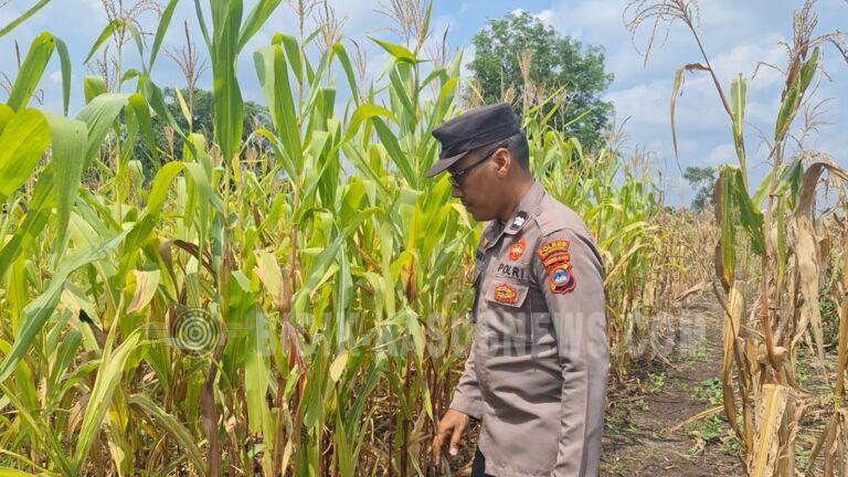 Polsek Amuntai Utara Pantau Jagung di Panangkalaan, Daun Menguning Jadi Perhatian