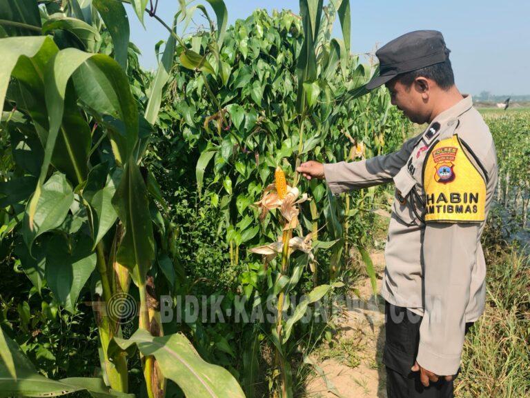 Banjir Ganggu Pertumbuhan Jagung, Polsek Sungai Pandan Pantau Lahan Swasembada di Dua Desa