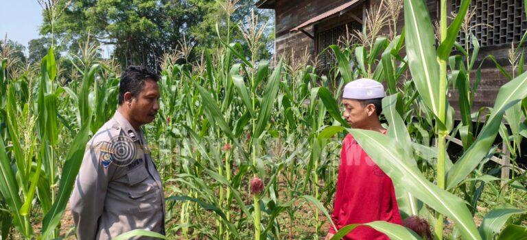 Polsek Amuntai Tengah Pantau Lahan Jagung di Karias Dalam, Perkuat Ketahanan Pangan HSU