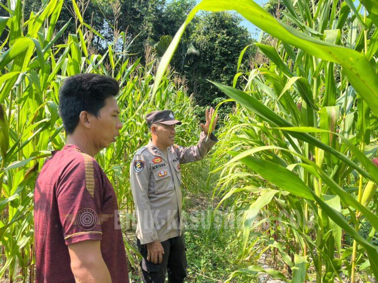 Polsek Banjang Pantau Lahan Jagung 4 Hektare di Pulau Damar, Panen Diperkirakan Oktober