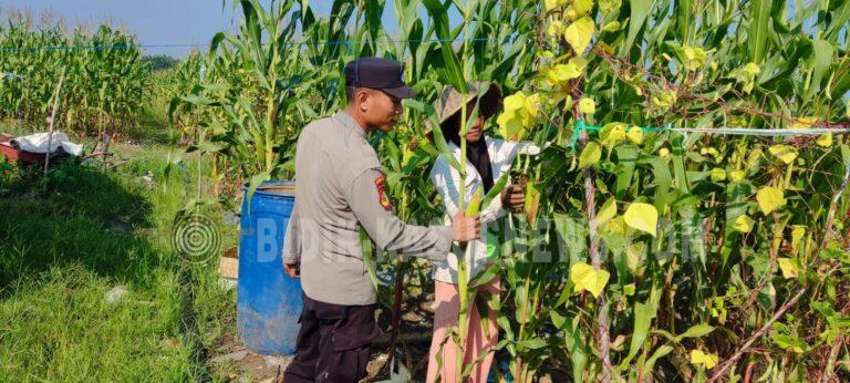 Polsek Banjang Pantau Jagung 4 Hektare di Pulau Damar, Tanaman Tumbuh hingga 2,1 Meter