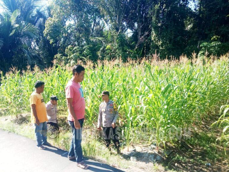 Polsek Amuntai Tengah Pantau Swasembada Jagung di Palampitan Hilir, Dukung Ketahanan Pangan HSU