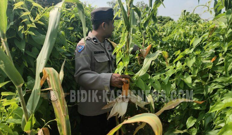 Polsek Sungai Pandan Pantau Lahan Jagung, Sebagian Tanaman Terdampak Banjir