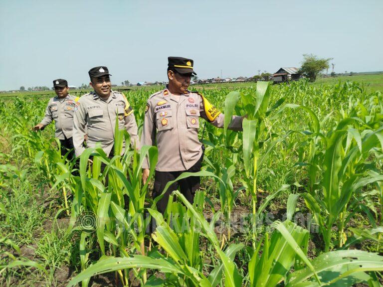 Jagung Pakan Binaan Polsek Danau Panggang Tumbuh Subur, Luas Lahan Capai 3 Hektare