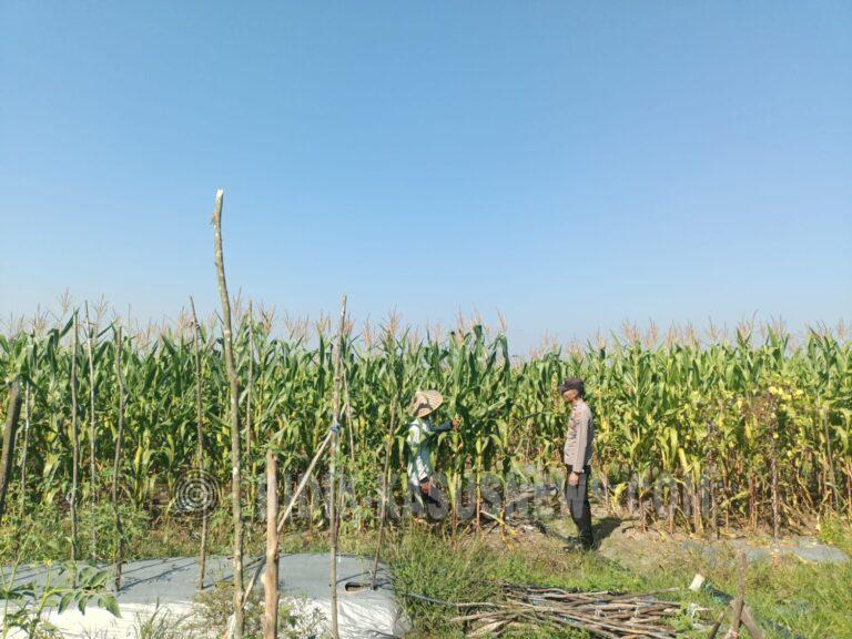 Polsek Banjang Pantau Lahan Jagung 4 Hektare di Pulau Damar, Panen Diproyeksikan Oktober