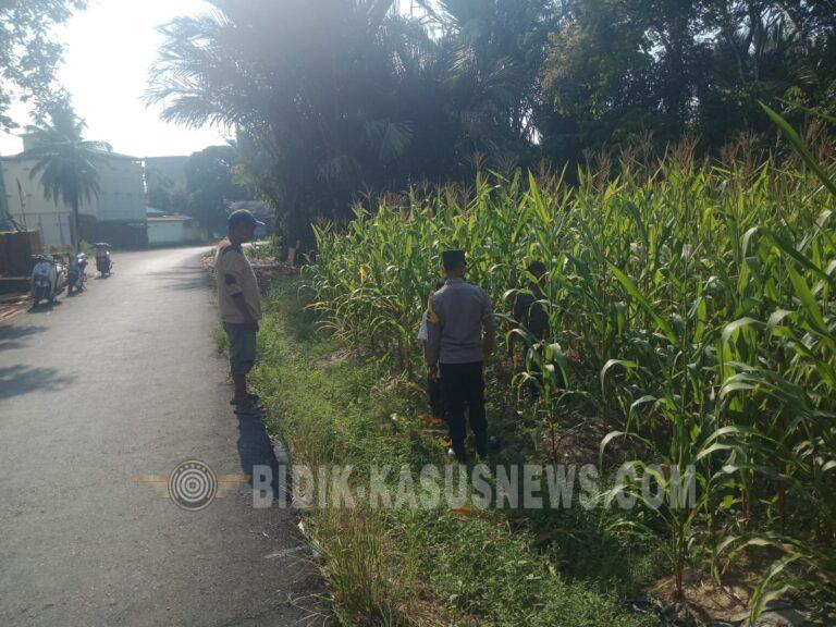 Polsek Amuntai Tengah Pantau Lahan Jagung di Palampitan Hilir, Dukung Ketahanan Pangan HSU