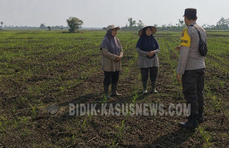 Polsek Babirik Pantau Jagung Kuartal III di Pinangkara, Lahan 3 Hektare Diproyeksikan Panen November