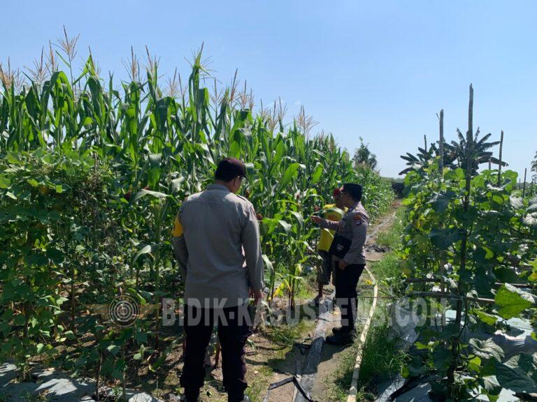 Polsek Banjang Pantau Jagung 4 Hektare di Pulau Damar, Panen Diperkirakan Oktober