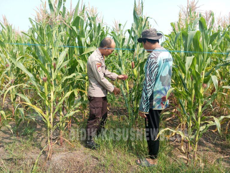 Polsek Banjang Pantau Jagung 4 Hektare di Pulau Damar, Tanaman Tembus 2 Meter Jelang Panen Oktober