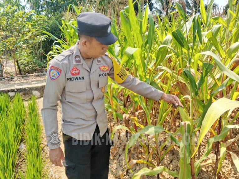 Polsek Sungai Pandan Pantau Jagung di Tambalang Kecil, Pertumbuhan Tak Merata Terkendala Cuaca