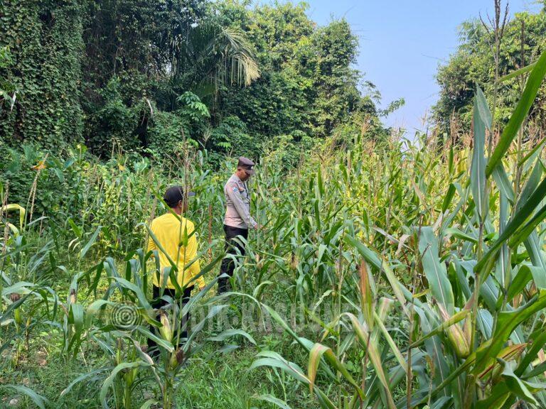 Lahan Jagung Terendam Air, Polsek Amuntai Tengah Pantau Dampaknya terhadap Program Swasembada Pangan