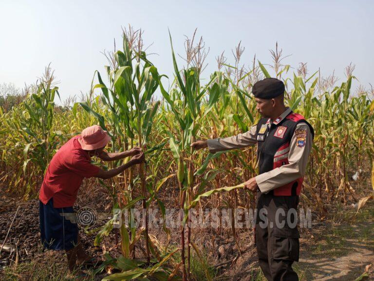 Polsek Banjang Pantau Jagung 4 Hektare di Pulau Damar, Tinggi Tanaman Capai 2,14 Meter