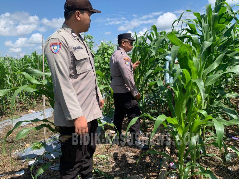 Polsek Banjang Pantau Lahan Jagung 4 Hektare di Pulau Damar, Dukung Ketahanan Pangan HSU