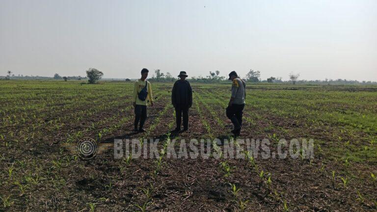 Polsek Babirik Pantau Pertumbuhan Jagung di Desa Pinangkara, Dukung Program Swasembada Pangan