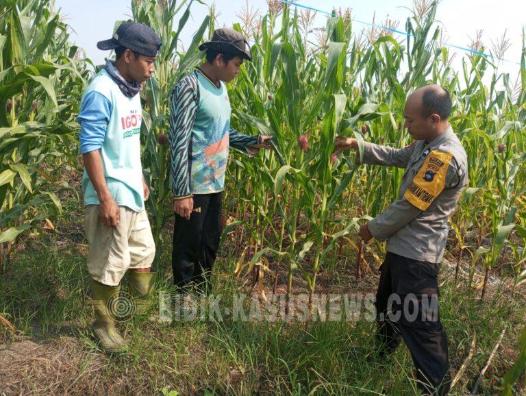 Polsek Banjang Pantau Lahan Jagung 4 Hektare di Pulau Damar, Panen Diproyeksikan Oktober