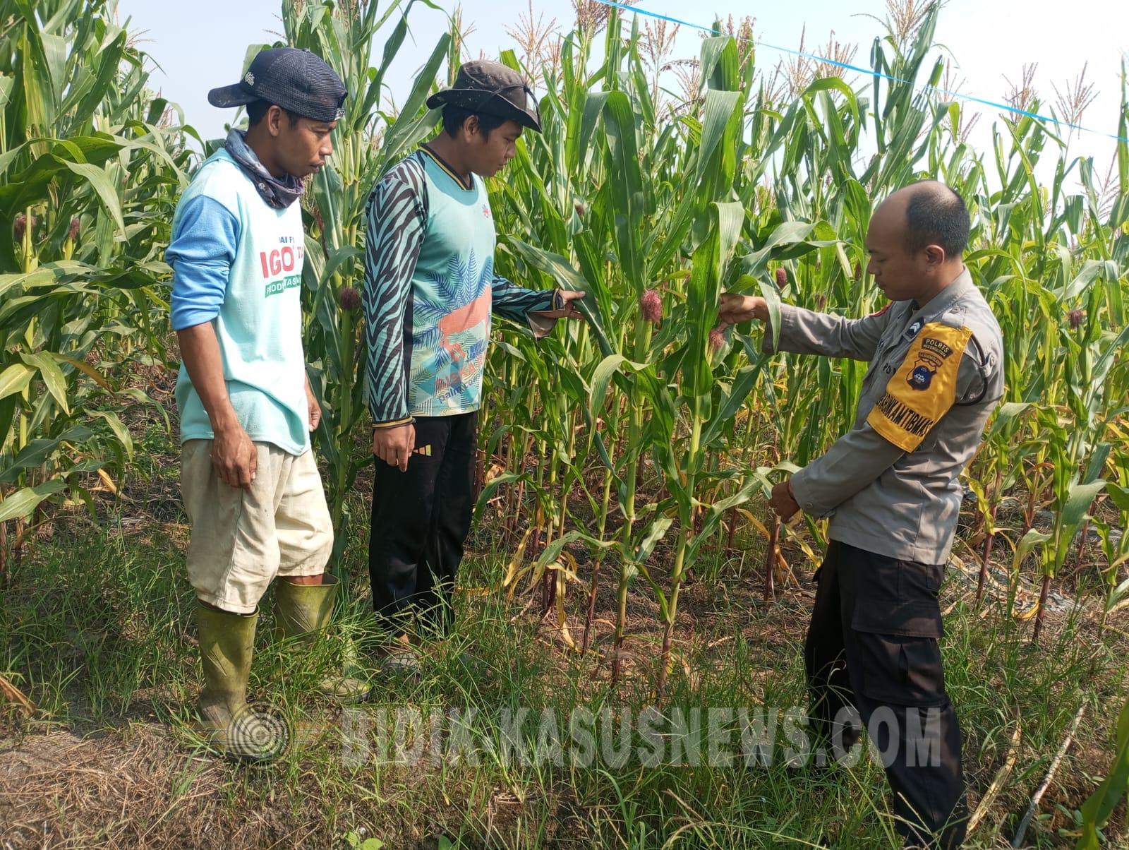 Polsek Banjang Pantau Lahan Jagung 4 Hektare di Pulau Damar, Panen Diproyeksikan Oktober