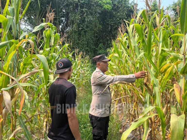 Lahan Jagung Tergenang Air, Polsek Amuntai Tengah Intensif Monitor Program Swasembada Pangan