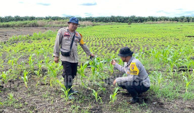 Polsek Babirik Pantau Jagung di Pinangkara, Lahan 3 Hektare Ditargetkan Panen November