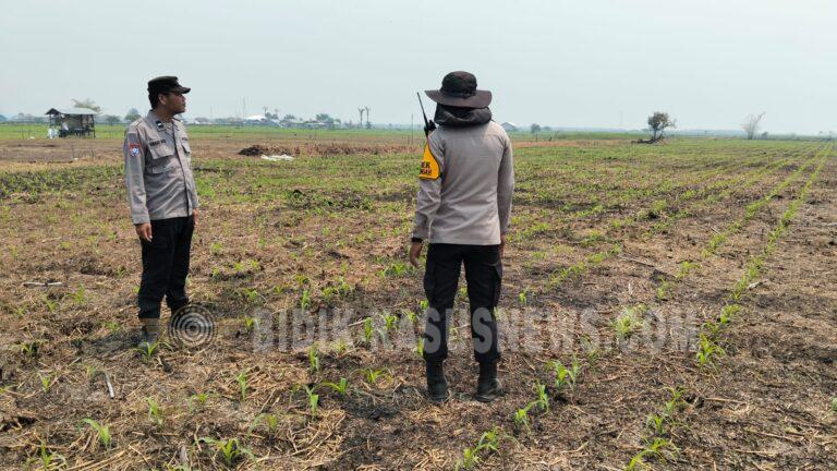 Polsek Amuntai Tengah Perkuat Ketahanan Pangan, Pantau Perkembangan Lahan Jagung di Pinang Kara