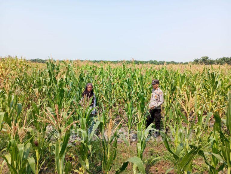 Polsek Banjang Pantau Lahan Jagung 4 Hektare di Pulau Damar, Panen Diproyeksikan Oktober 2026