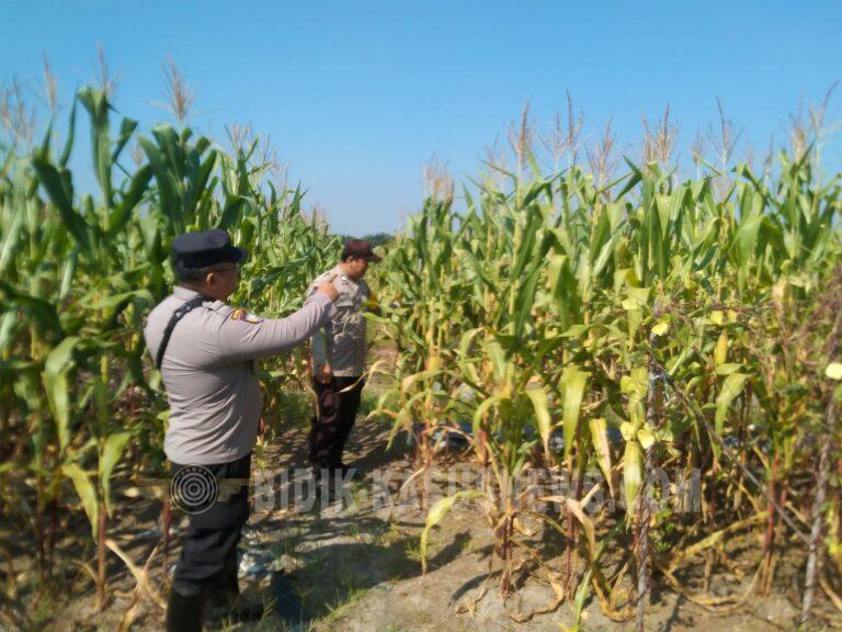 Polsek Banjang Pantau Lahan Jagung 4 Hektare di Pulau Damar, Panen Ditargetkan Oktober